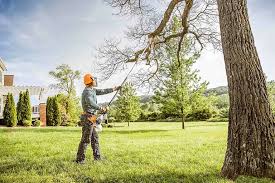 How Our Tree Care Process Works  in  Scotts Valley, CA