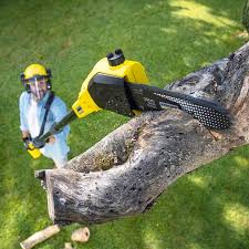 Best Tree Risk Assessment  in Scotts Valley, CA