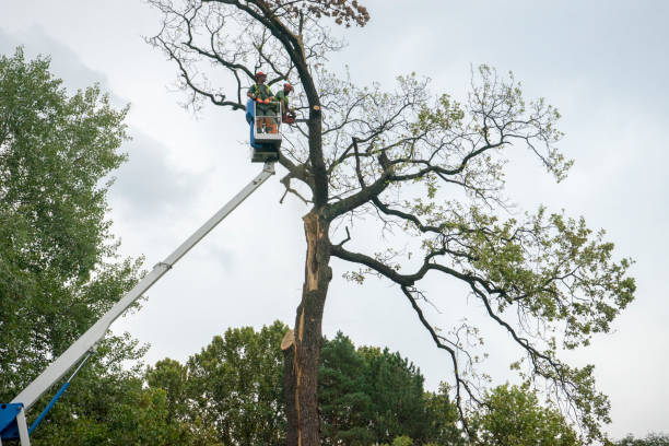 Best Tree Removal Service  in Scotts Valley, CA