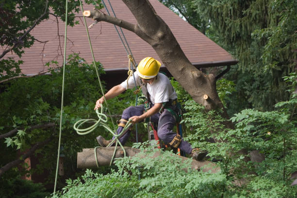 Best Tree Trimming and Pruning  in Scotts Valley, CA